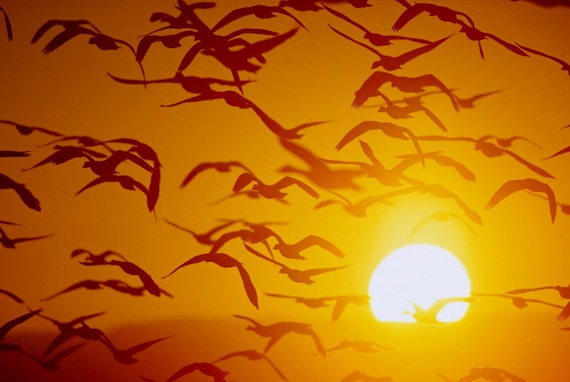 a flock of birds flying in front of the sun during sun set, turning the sky orange.