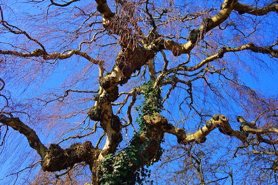 twisted and knobby tree branches and trunk with no leaves.