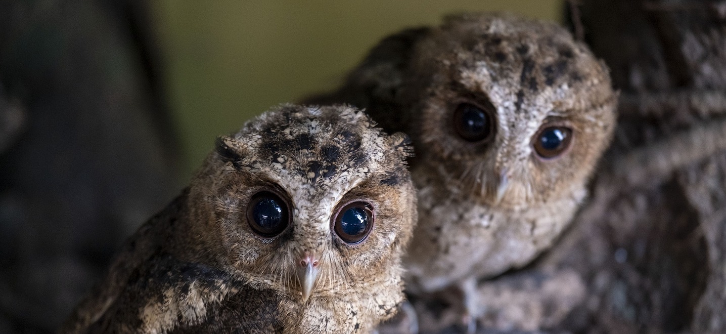 two baby owls sitting on a tree branch