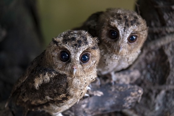 two baby owls sitting on a tree branch