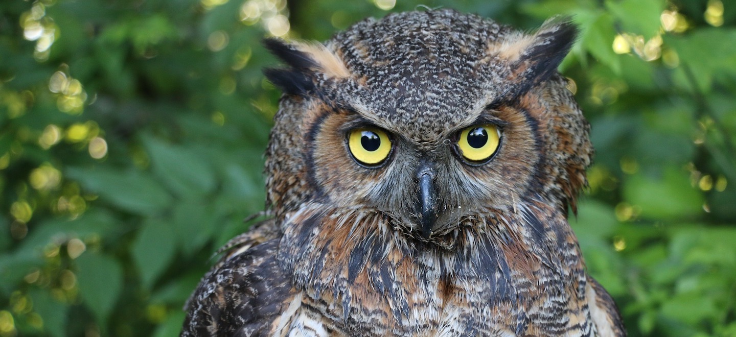 Adult owl looking at the camera with trees in the background